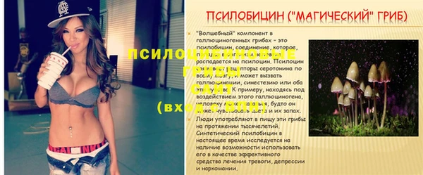 гашик Алексин